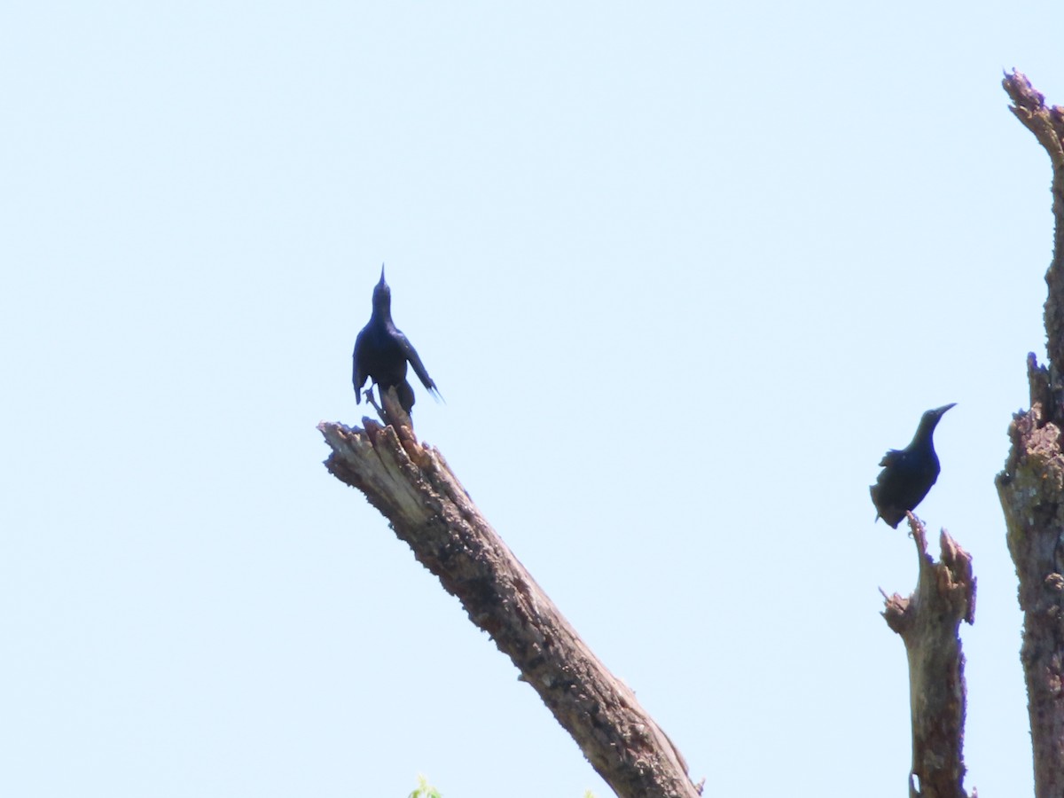 Great-tailed Grackle - ML620405821