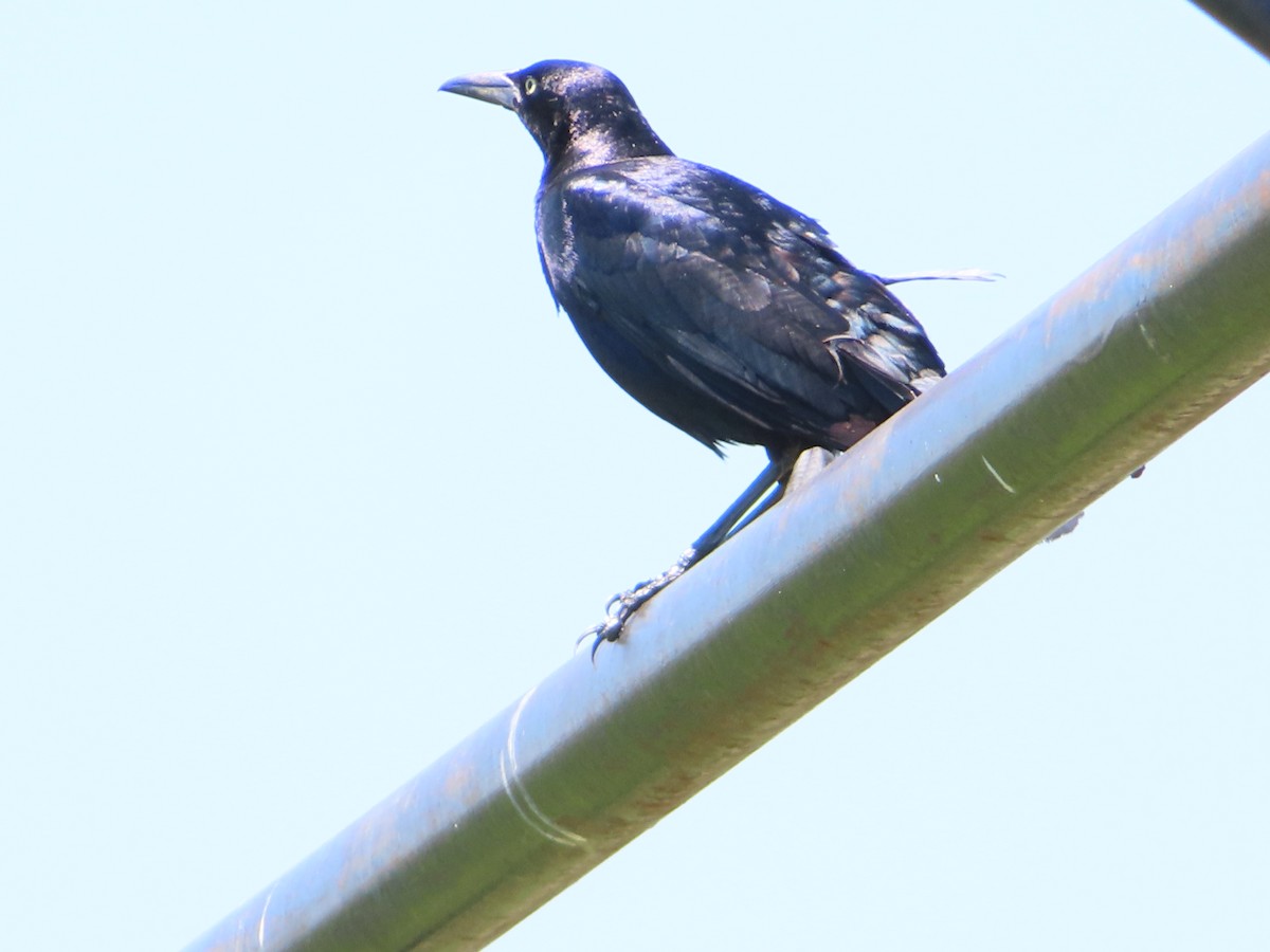 Great-tailed Grackle - ML620405822