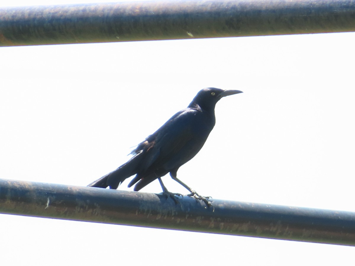 Great-tailed Grackle - ML620405824