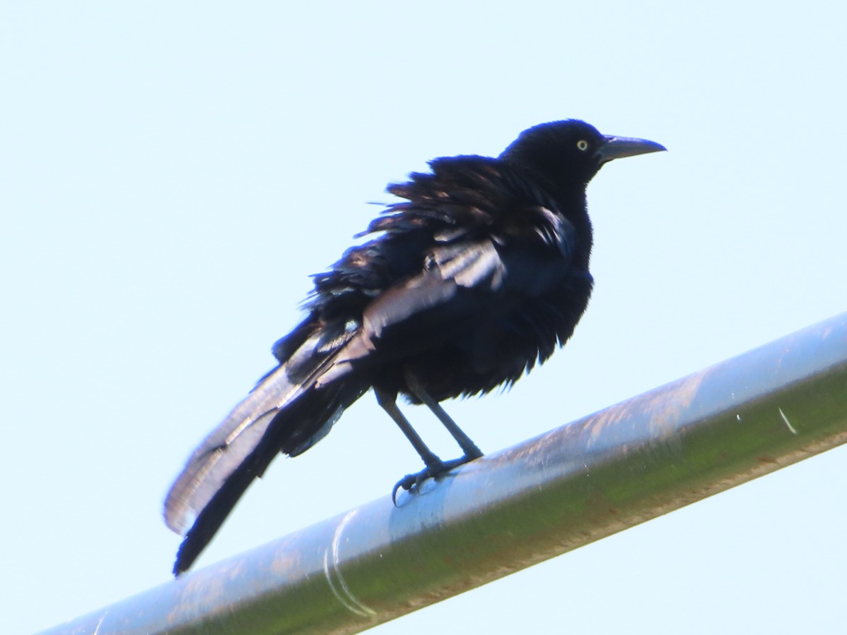 Great-tailed Grackle - ML620405825