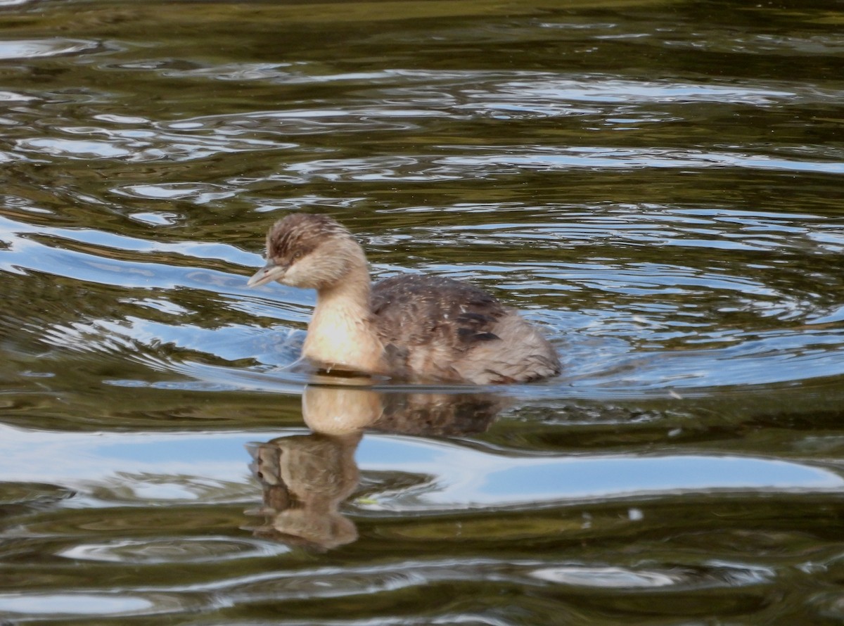 Hoary-headed Grebe - ML620405838