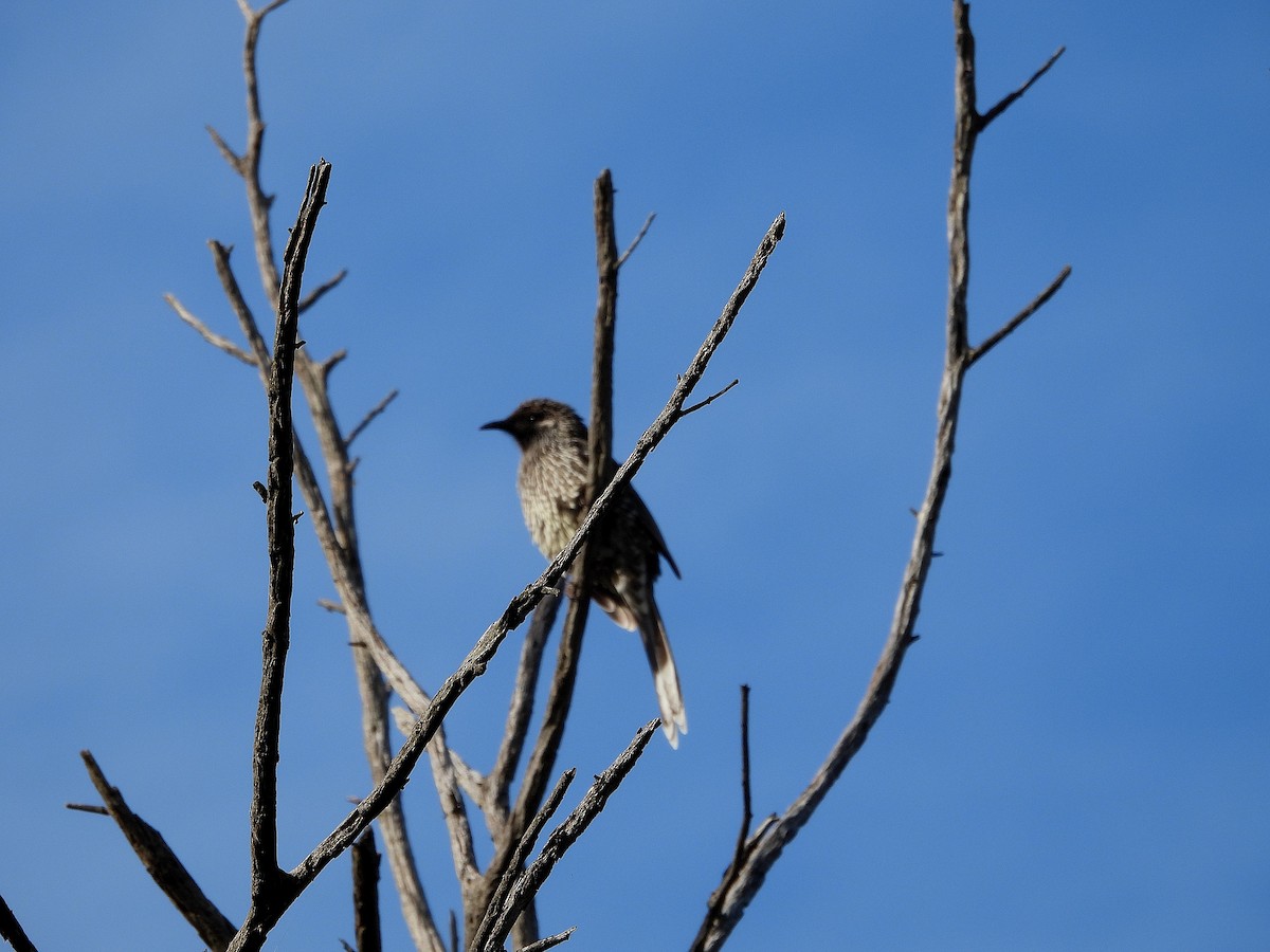 Little Wattlebird - ML620405850