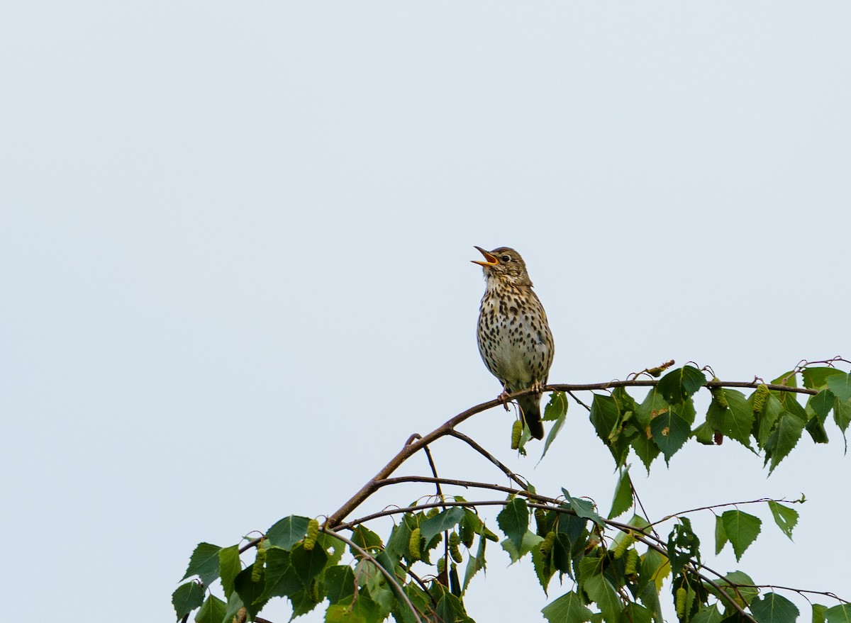 Song Thrush - ML620405862