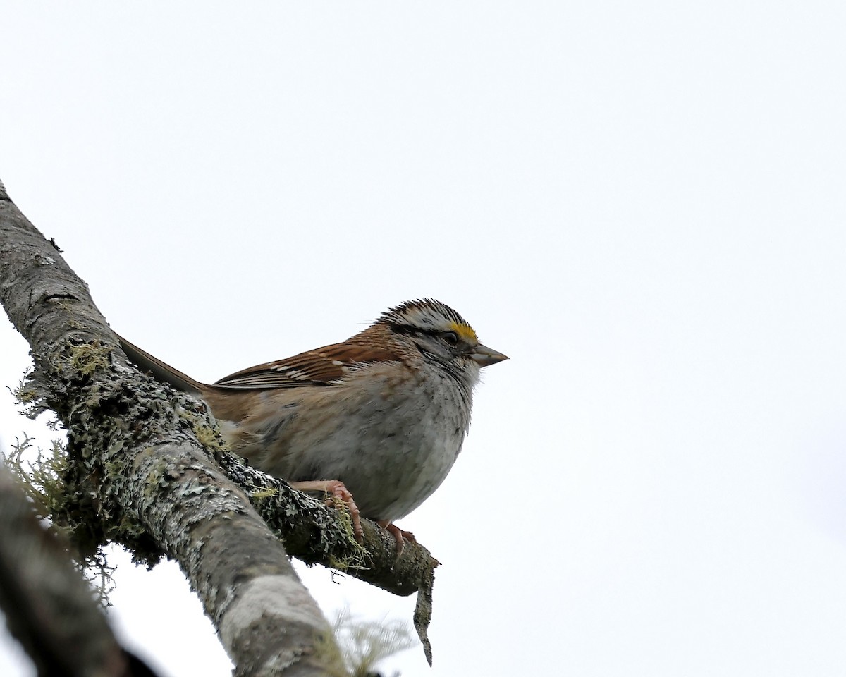 Bruant à gorge blanche - ML620405888