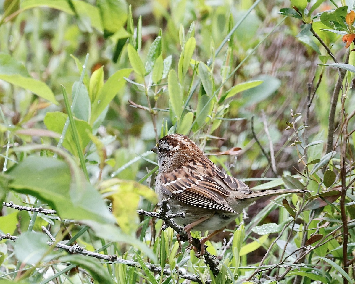 White-throated Sparrow - ML620405889