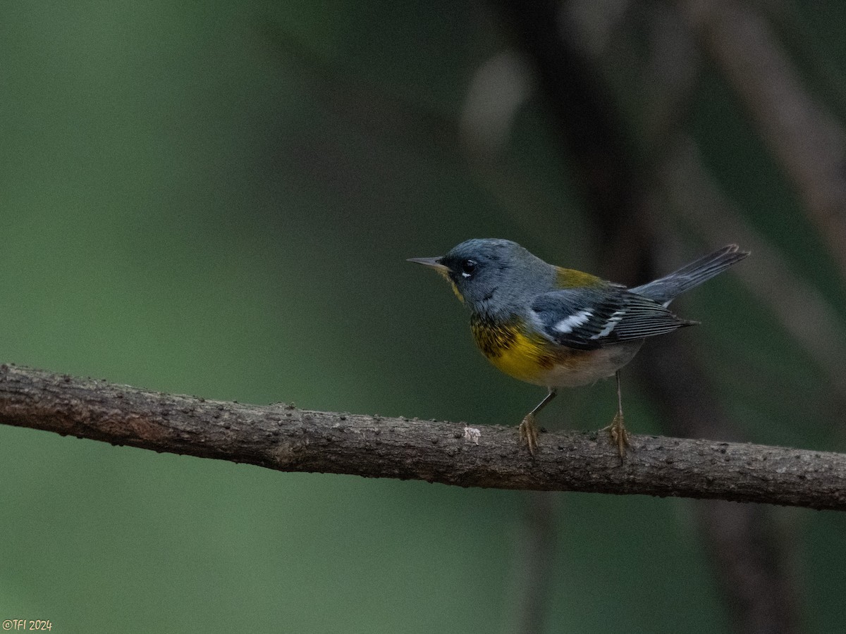 Northern Parula - ML620405891