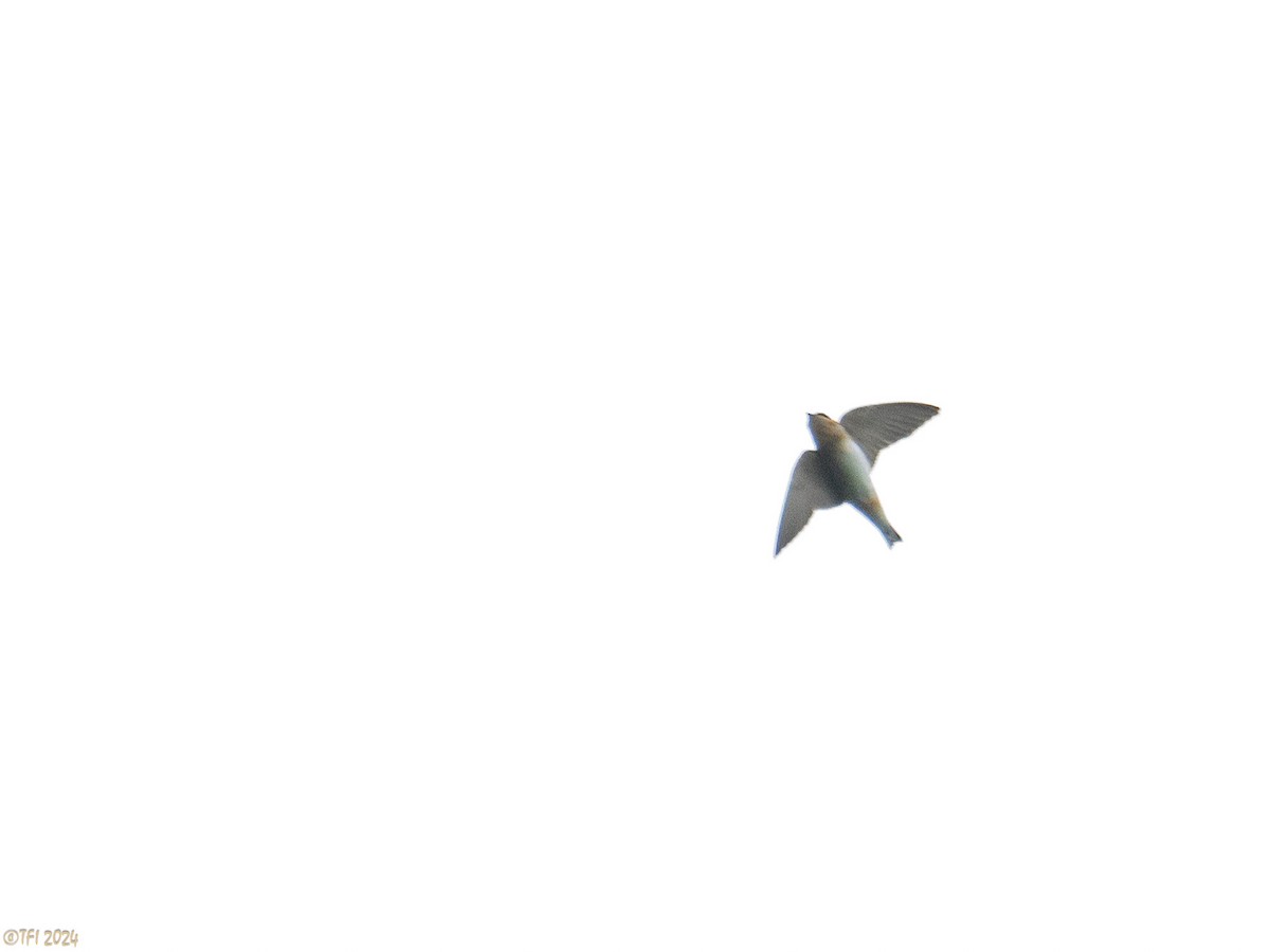Cave Swallow (Caribbean) - ML620405904