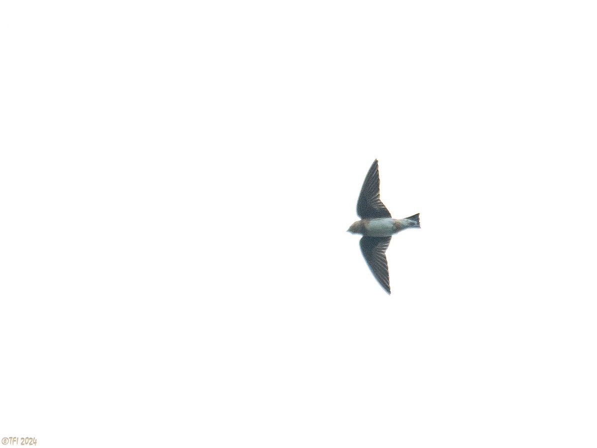 Cave Swallow (Caribbean) - ML620405906