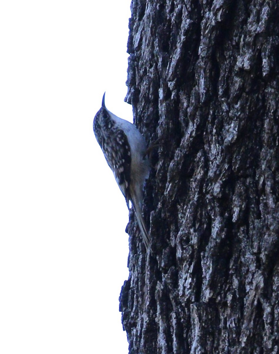 Brown Creeper - ML620405922