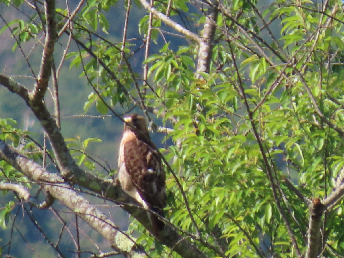 Red-tailed Hawk - ML620405930