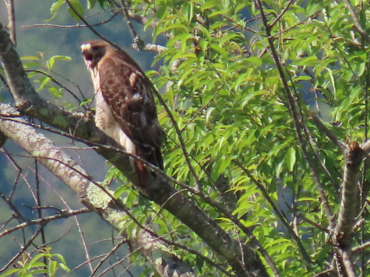 Red-tailed Hawk - ML620405932