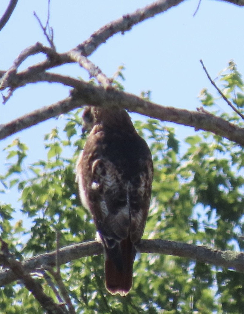 Red-tailed Hawk - ML620405933
