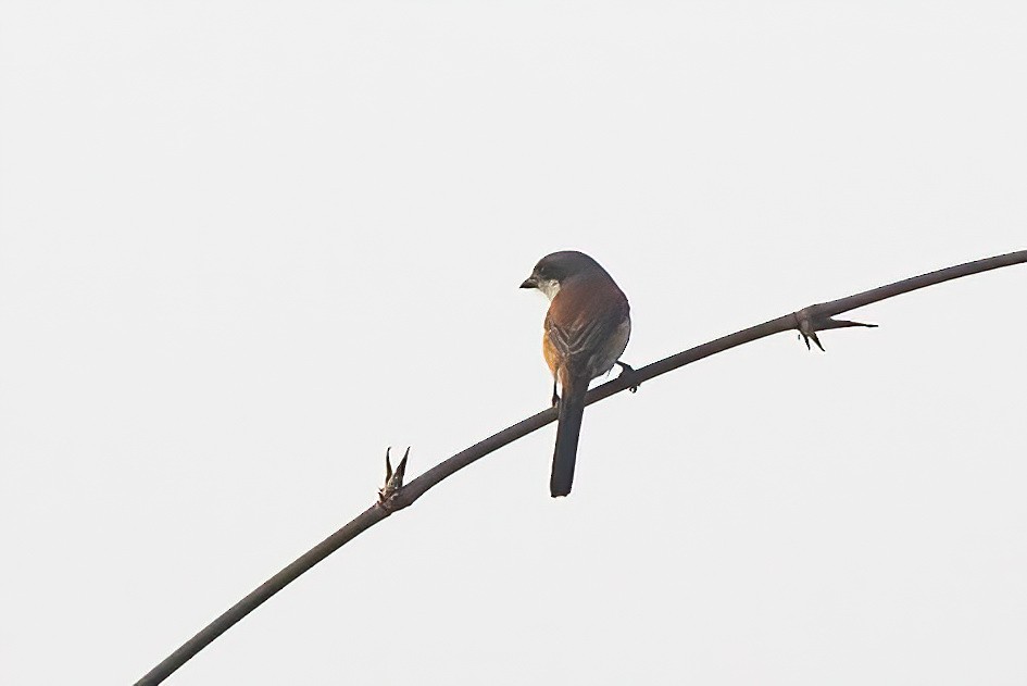 Burmese Shrike - Sathyan Meppayur