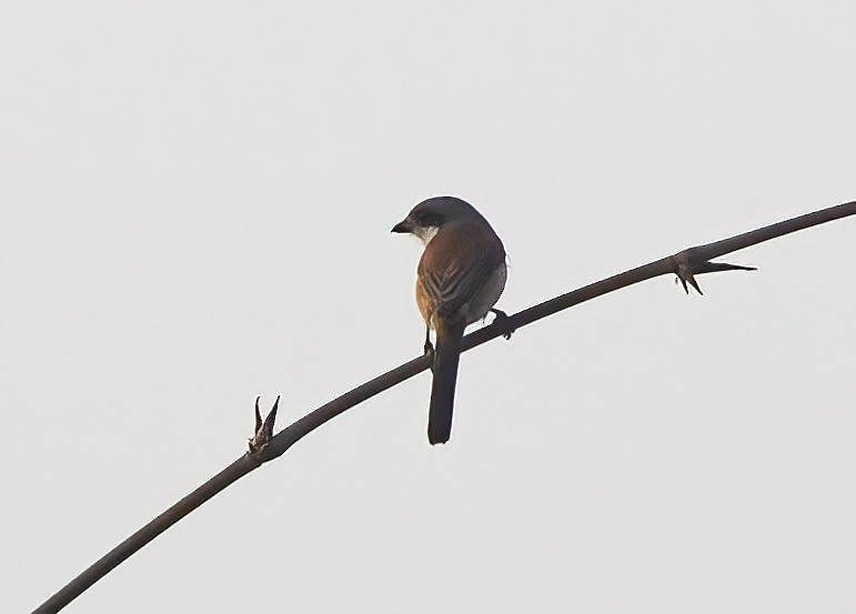 Burmese Shrike - ML620405935