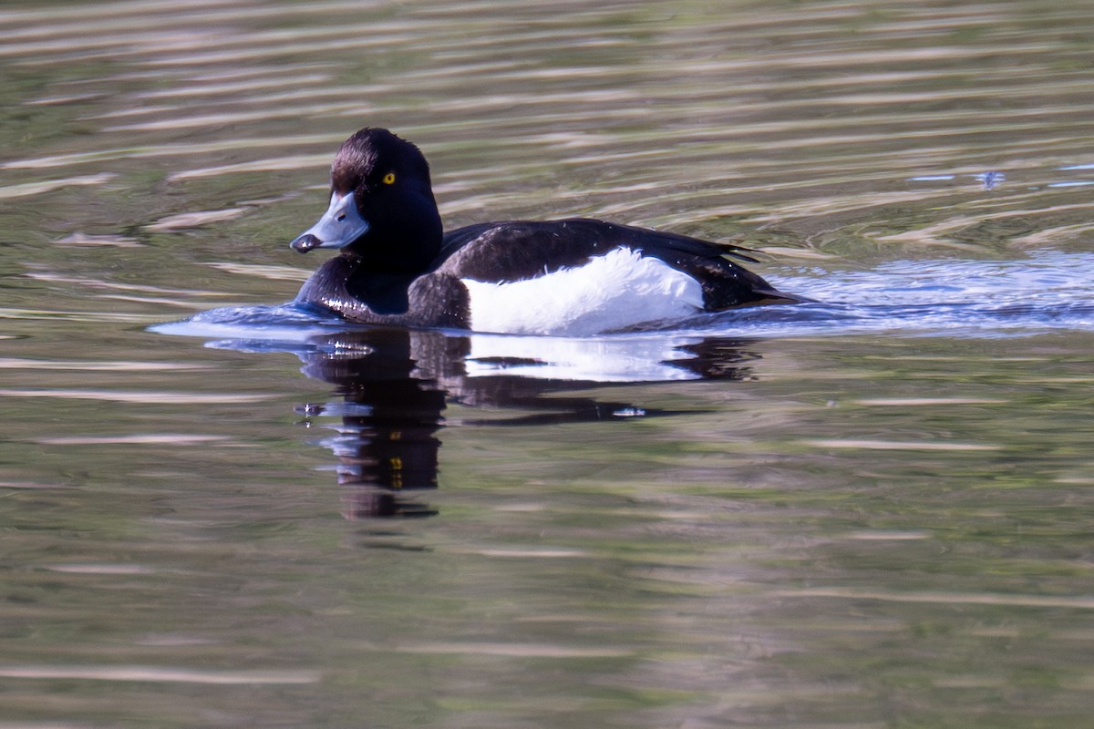 Tufted Duck - ML620405943