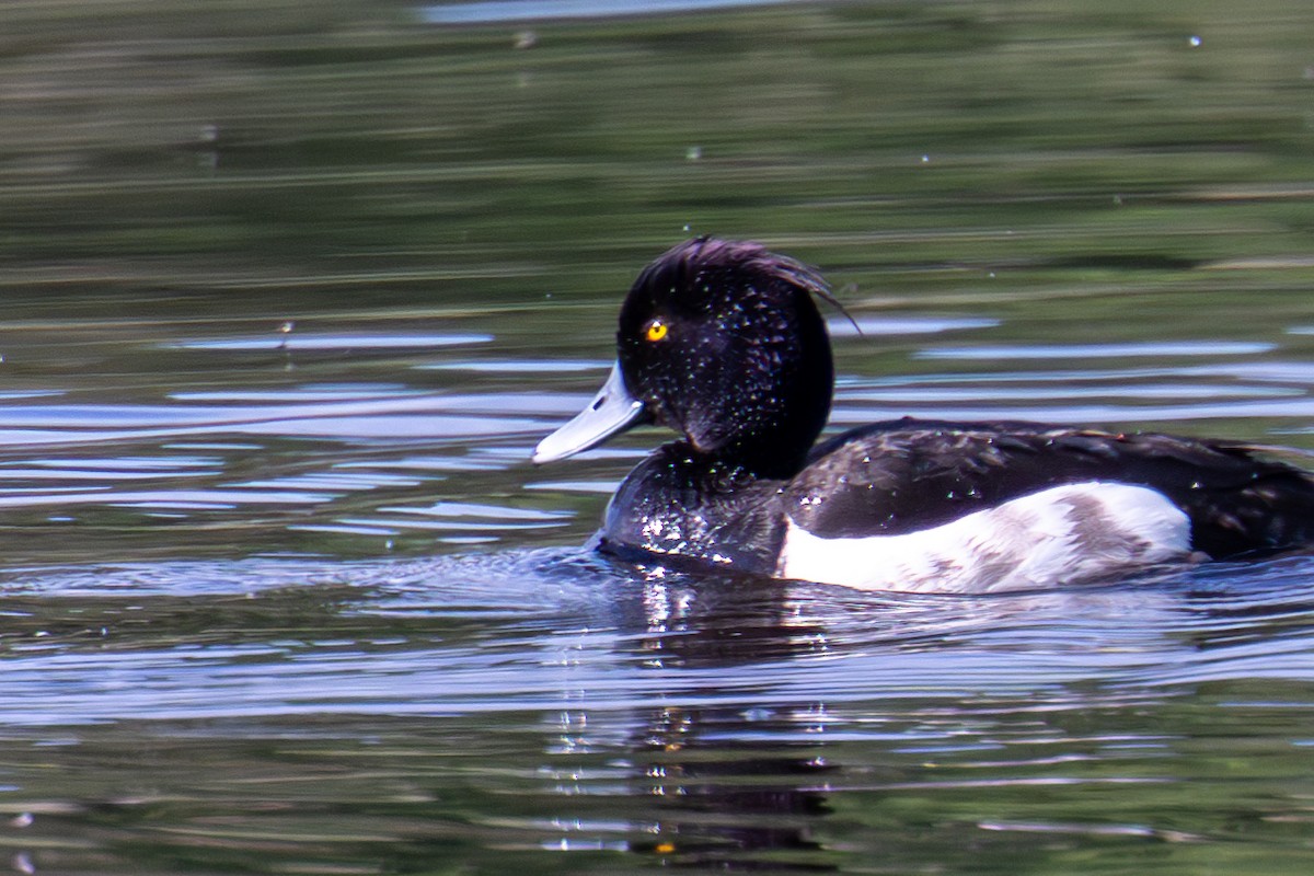 Tufted Duck - ML620405946