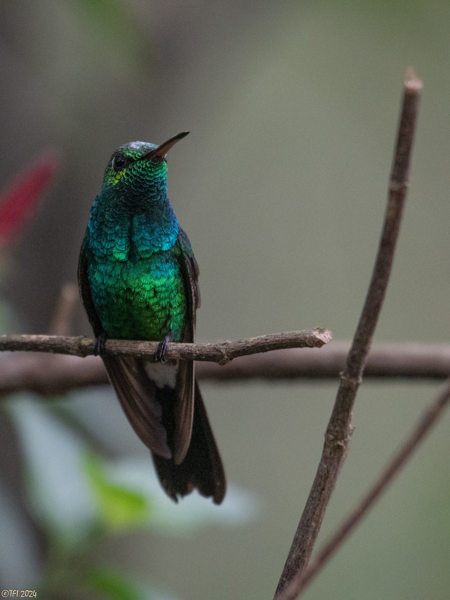 kolibřík kubánský - ML620405948