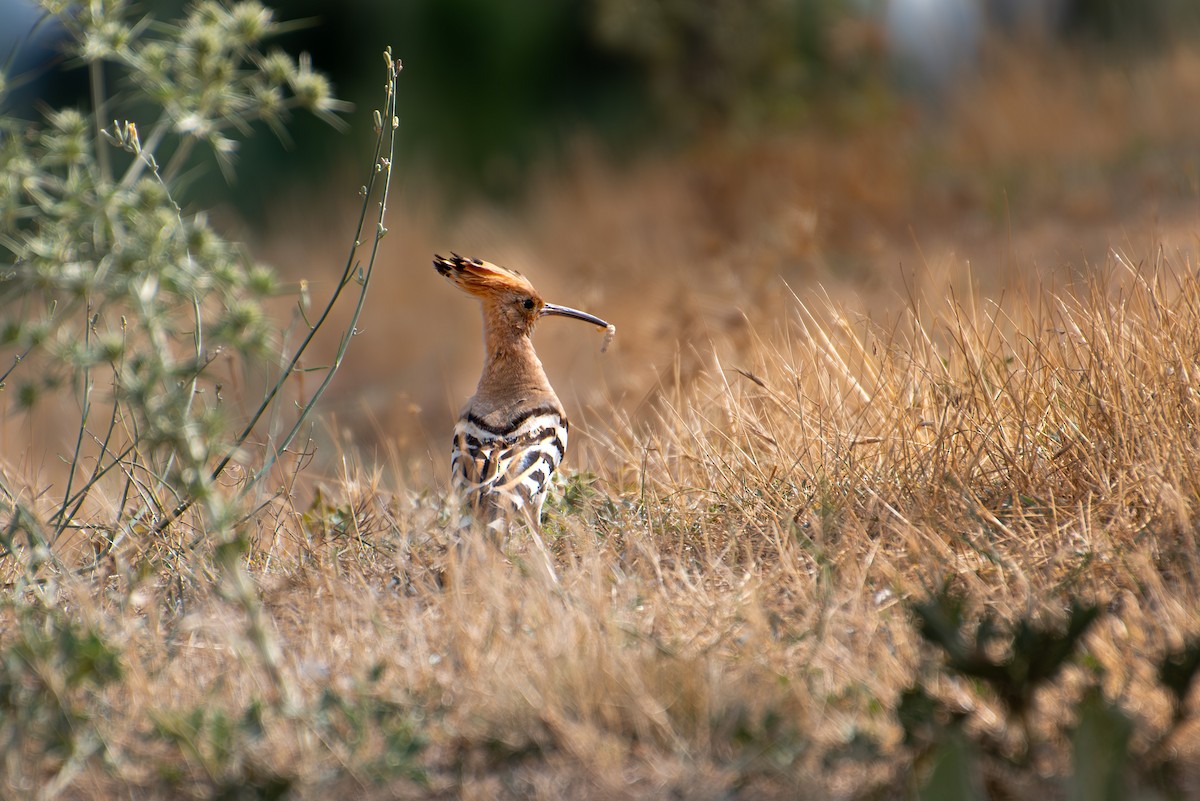 Eurasian Hoopoe - ML620405958