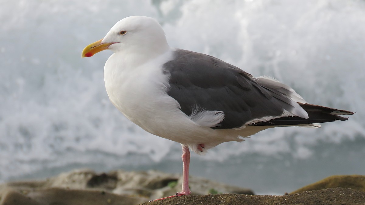 Western Gull - ML620405960