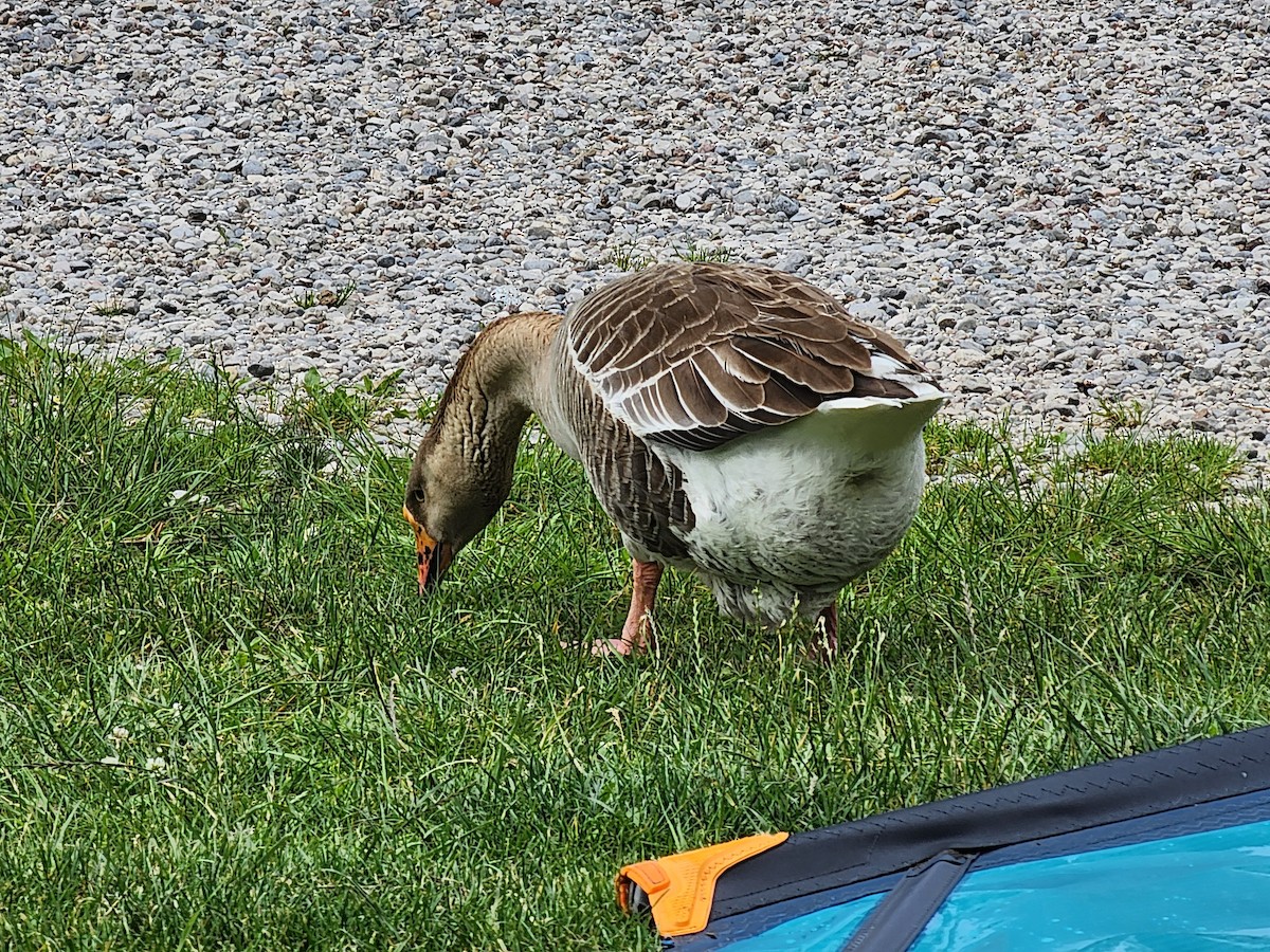 Swan Goose (Domestic type) - ML620405963