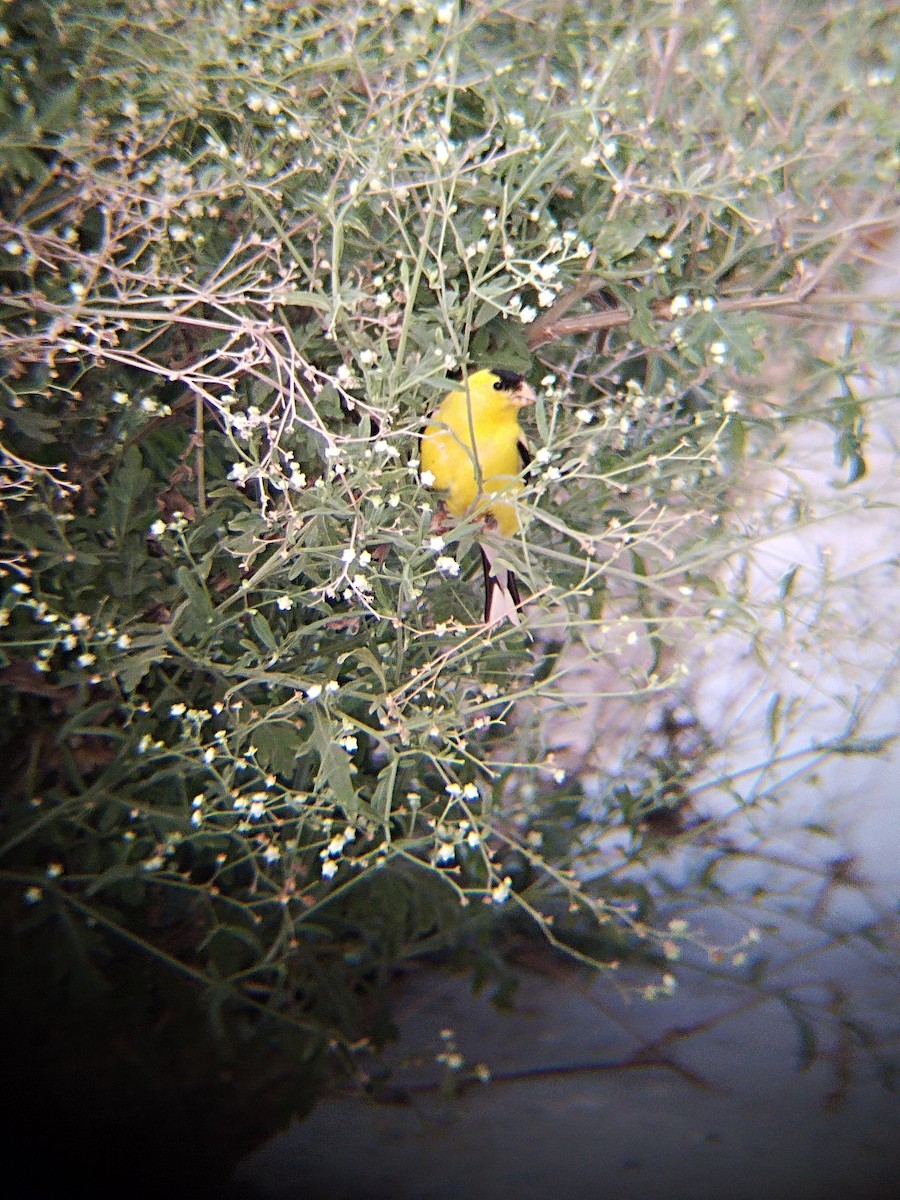 American Goldfinch - ML620405970
