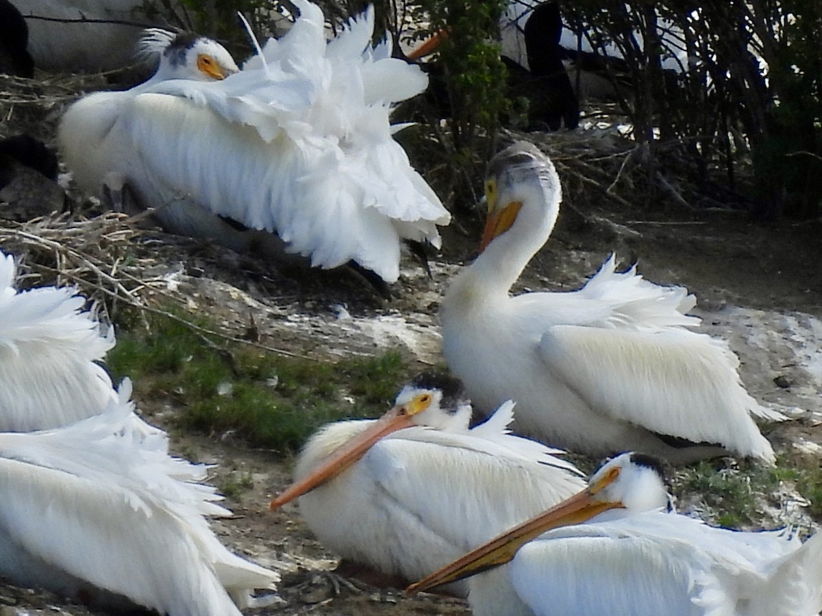 American White Pelican - Jensy Shell
