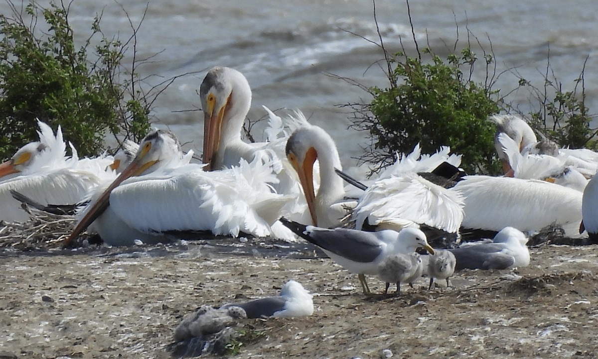 pelikán severoamerický - ML620405973