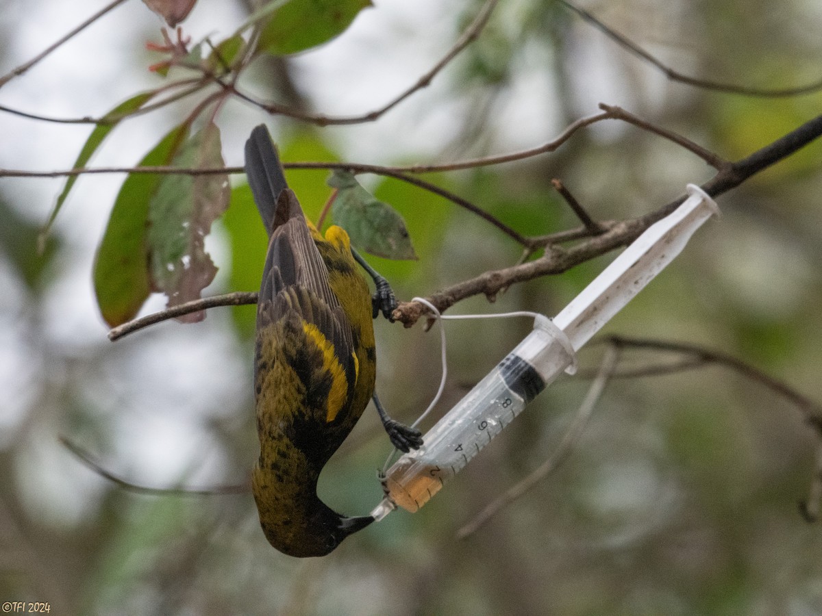 Cuban Oriole - ML620405975