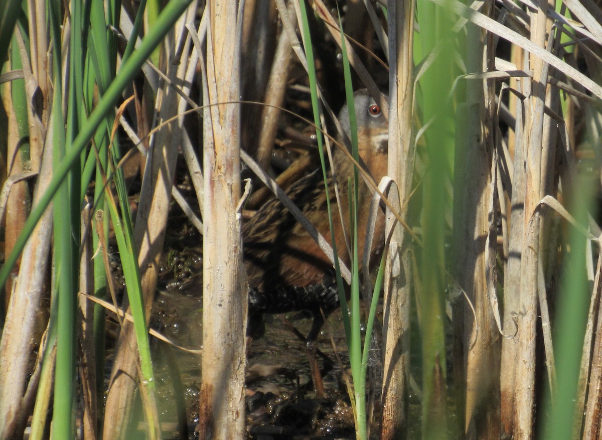 Virginia Rail - ML620405976