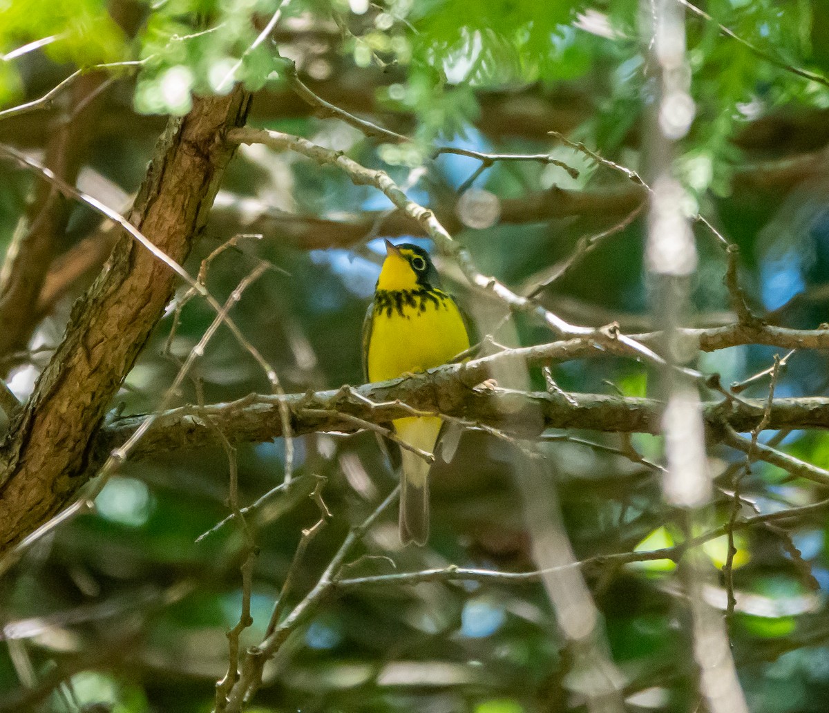 Canada Warbler - ML620405977