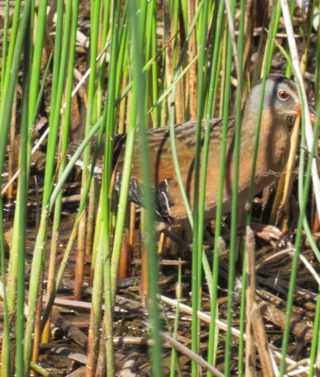 Virginia Rail - ML620405979