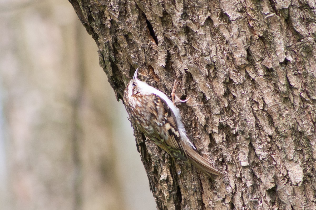 Eurasian Treecreeper - ML620405981