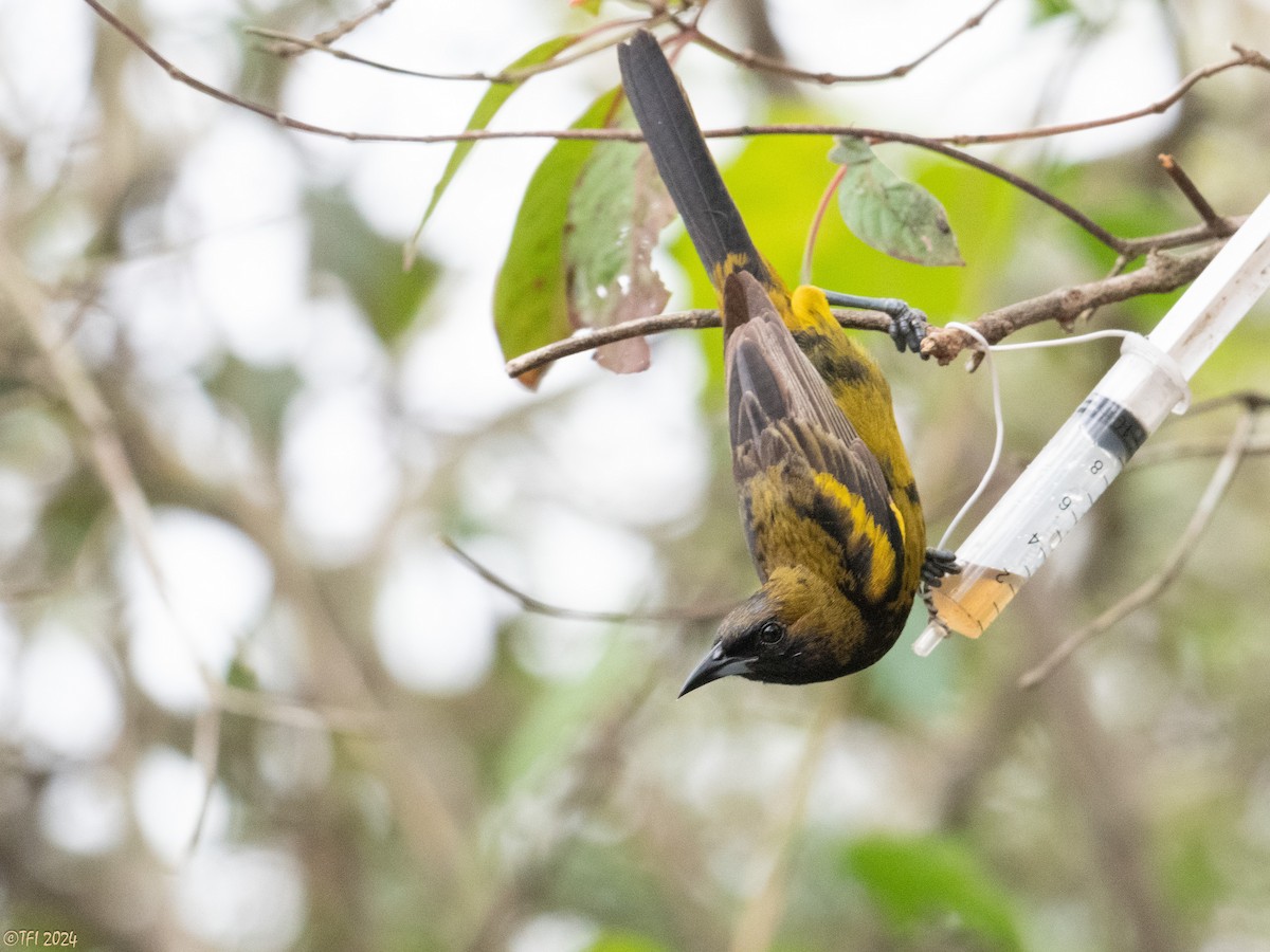 Oriole de Cuba - ML620405992