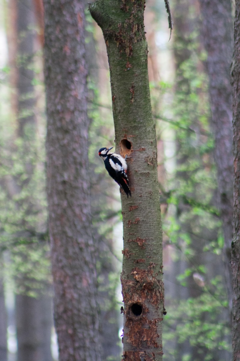 Great Spotted Woodpecker - ML620405996
