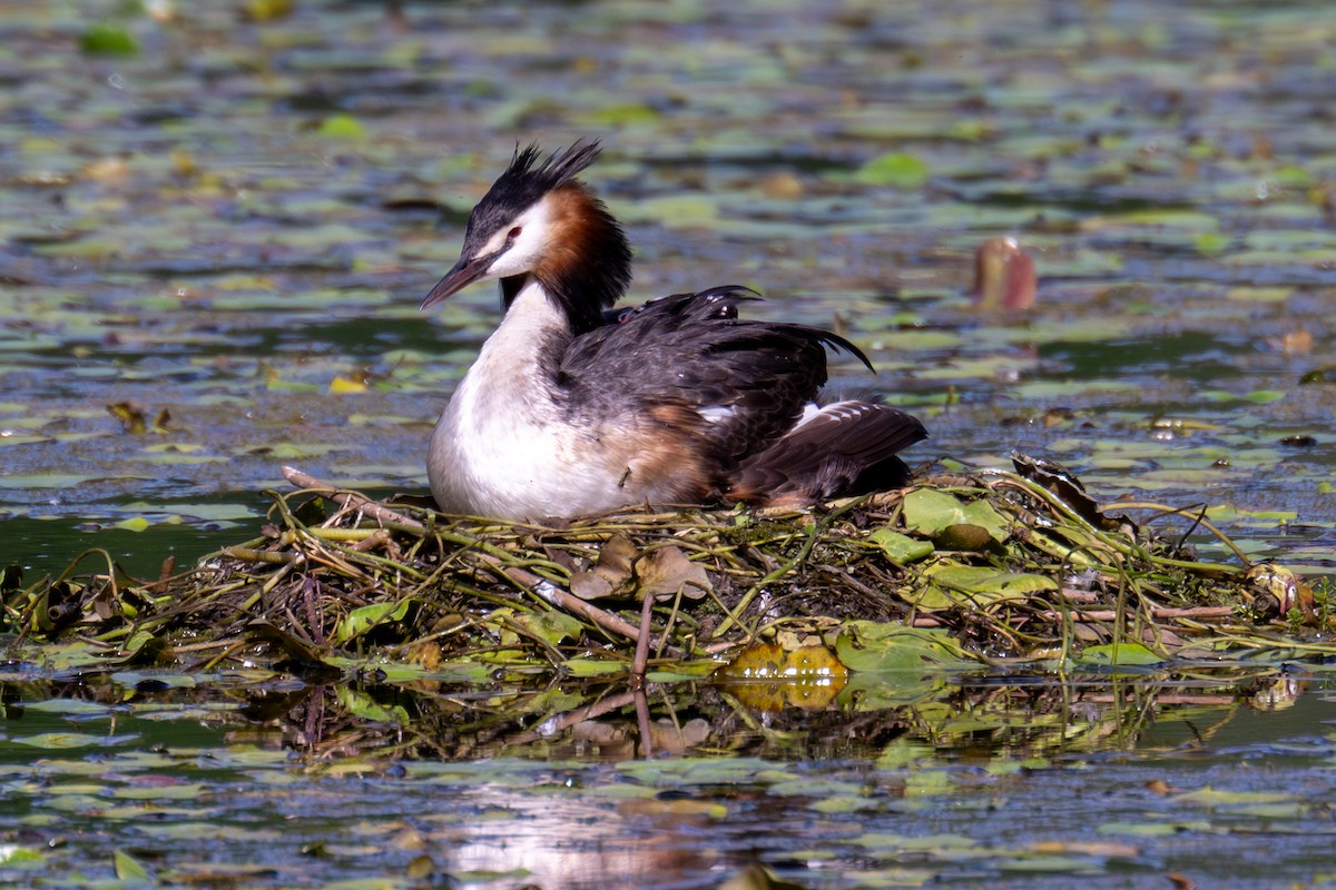 Great Crested Grebe - ML620406002