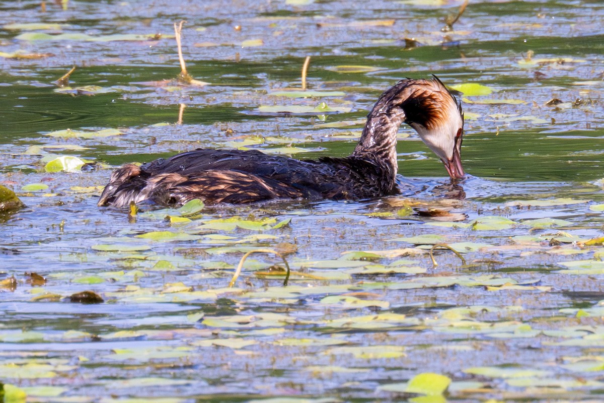 Great Crested Grebe - ML620406004