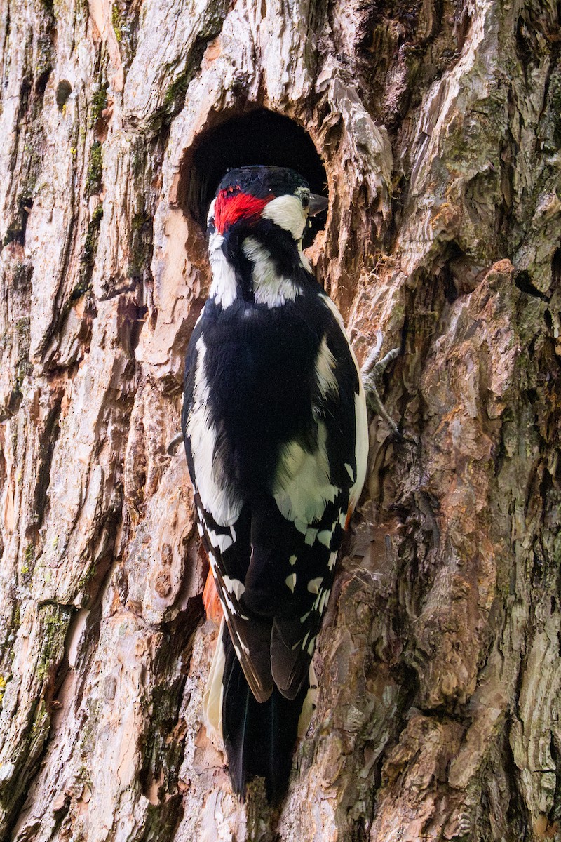 Great Spotted Woodpecker - ML620406011