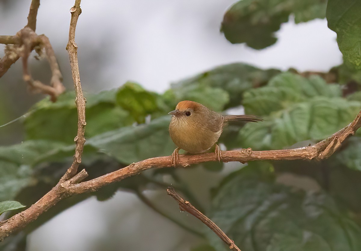 Rufous-fronted Babbler (Buff-chested) - ML620406014