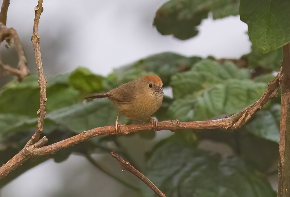 Rufous-fronted Babbler (Buff-chested) - ML620406015