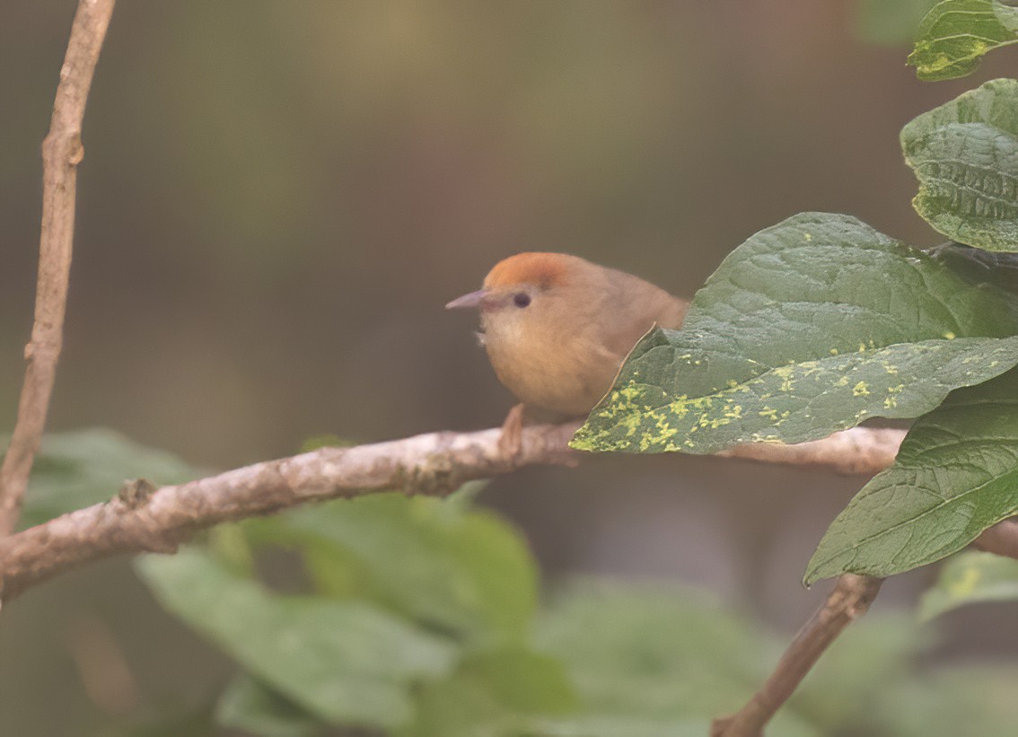 Rufous-fronted Babbler (Buff-chested) - ML620406016