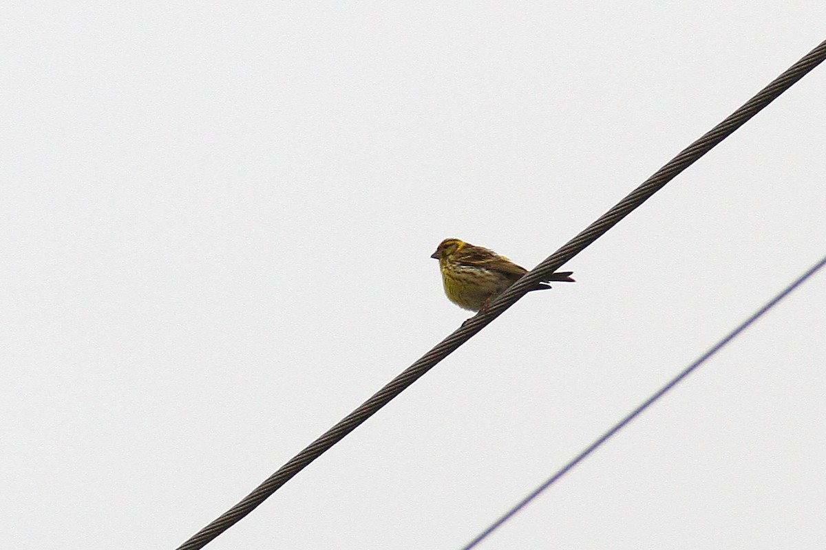 European Serin - ML620406018