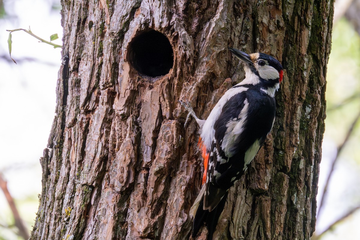 Great Spotted Woodpecker - ML620406020