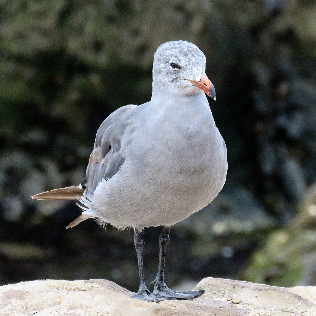 Heermann's Gull - ML620406024