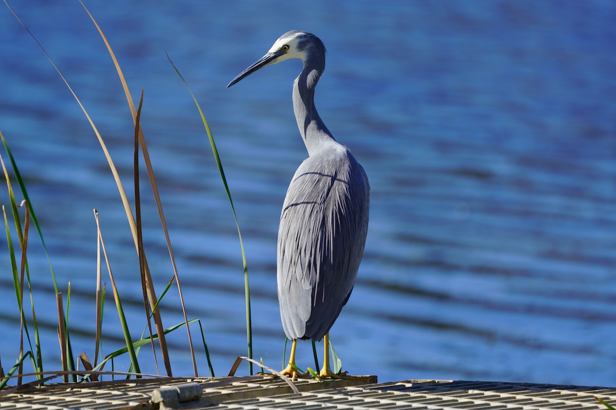 White-faced Heron - ML620406026