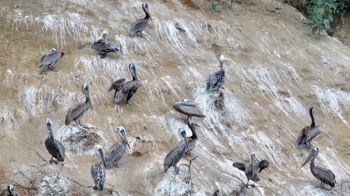 Brown Pelican - ML620406036