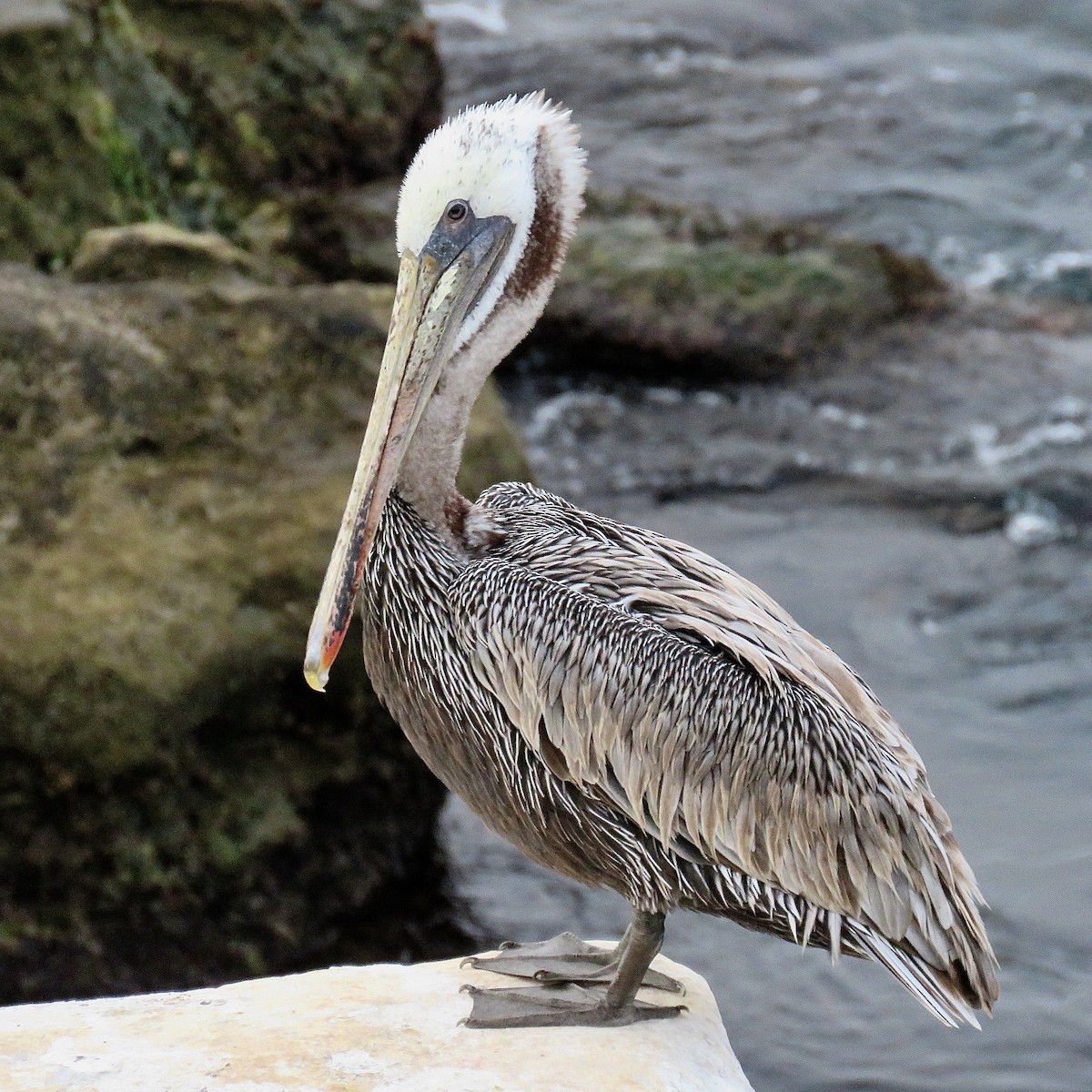 pelikán hnědý - ML620406037