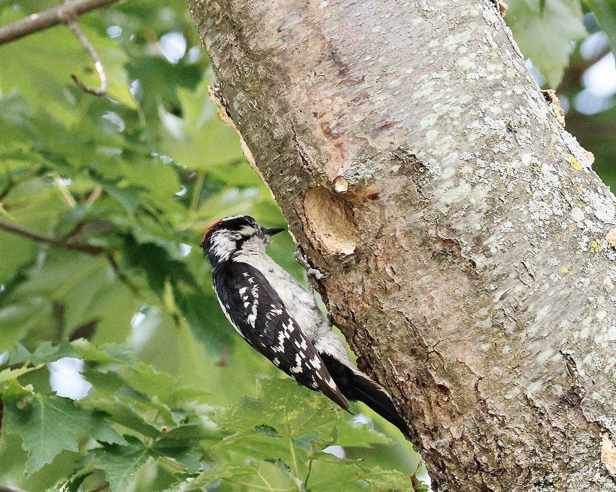 Downy Woodpecker - ML620406044