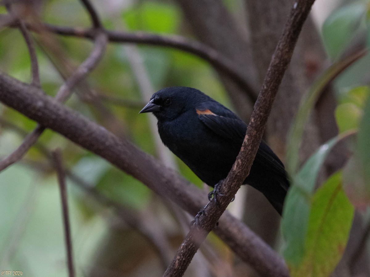 Tawny-shouldered Blackbird - ML620406051