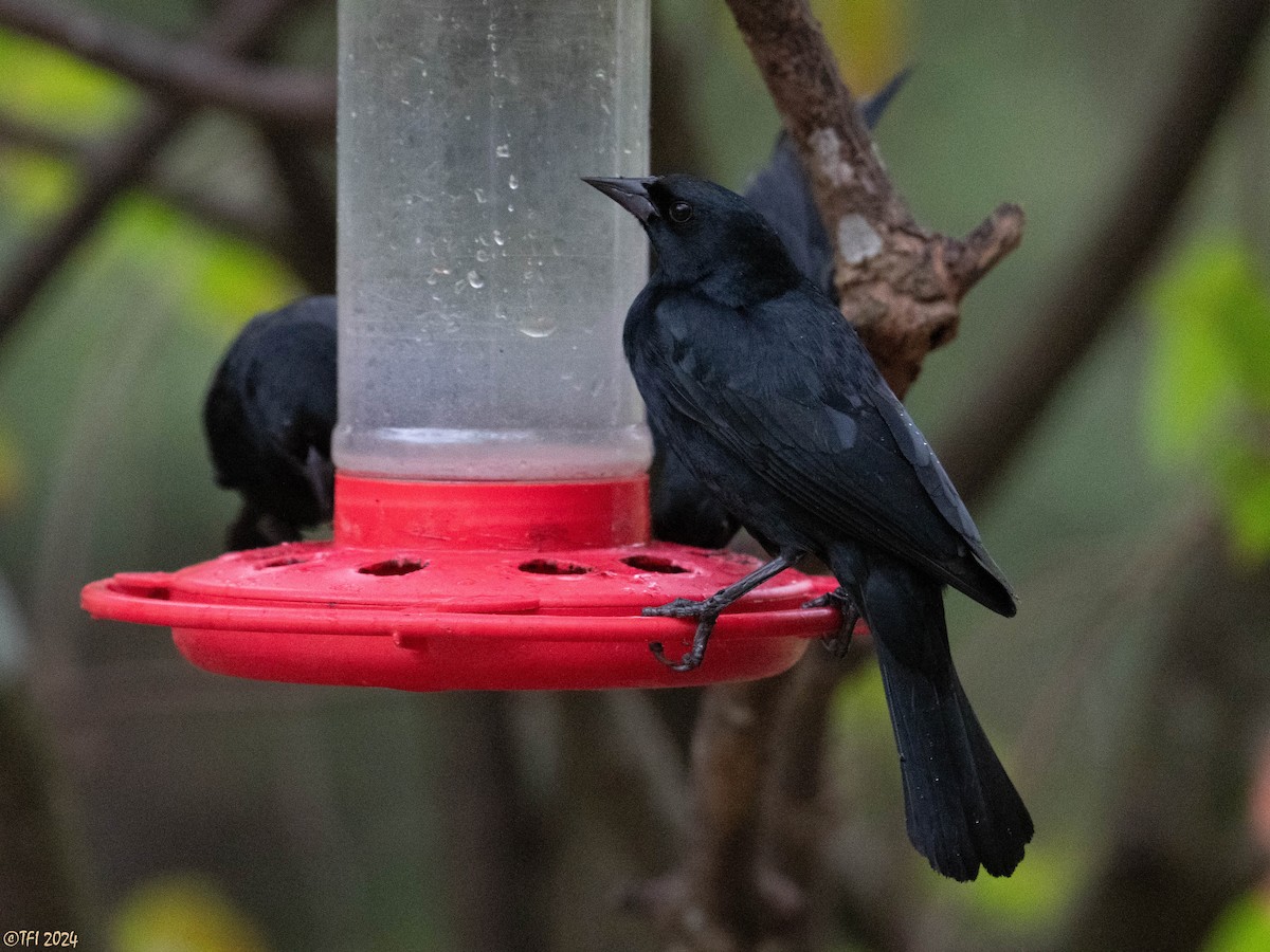 Tawny-shouldered Blackbird - ML620406052