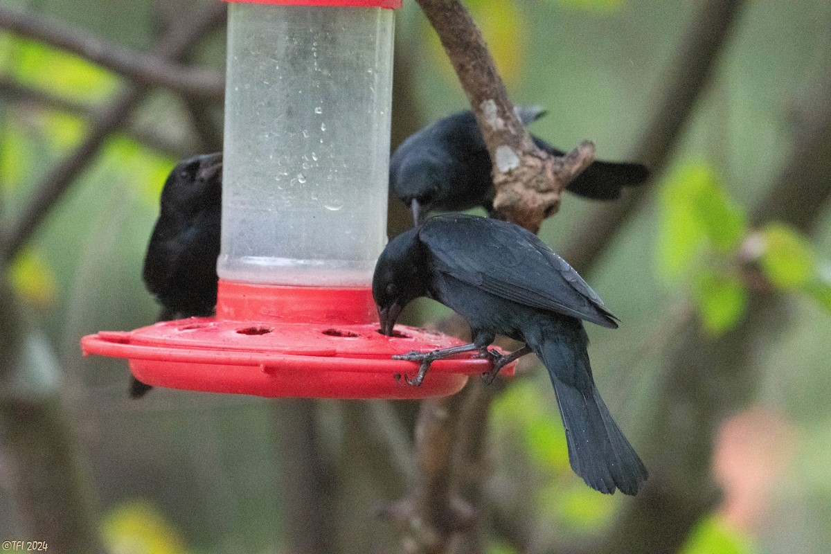 Tawny-shouldered Blackbird - ML620406053